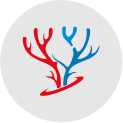Vascular Surgery